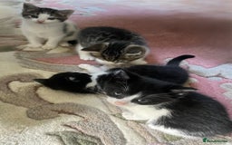 Mixed Breed cats for sale: 4 Sweet tempered kittens looking for loving homes - Image 12