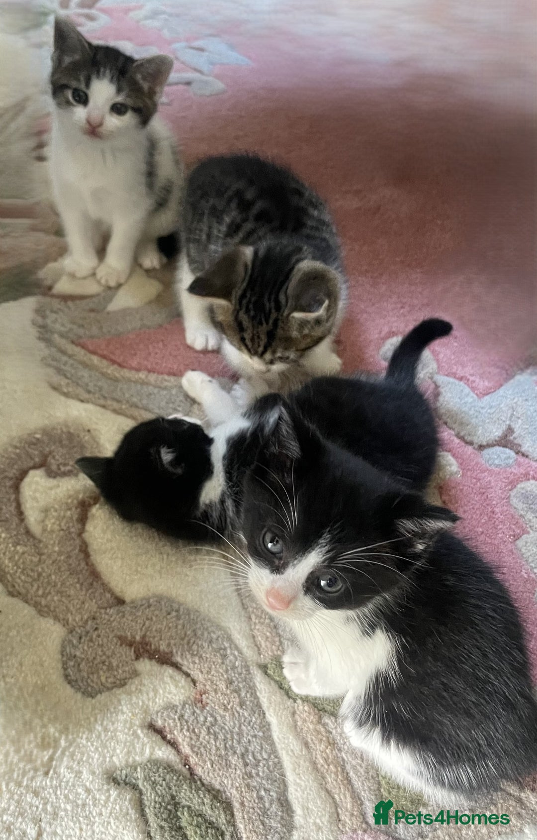 Mixed Breed cats for sale: 4 Sweet tempered kittens looking for loving homes - Image 12