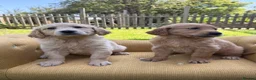 Mixed Breed dogs for sale: Magnificent blonde wolf dog puppies golden sarloos - Advert 25