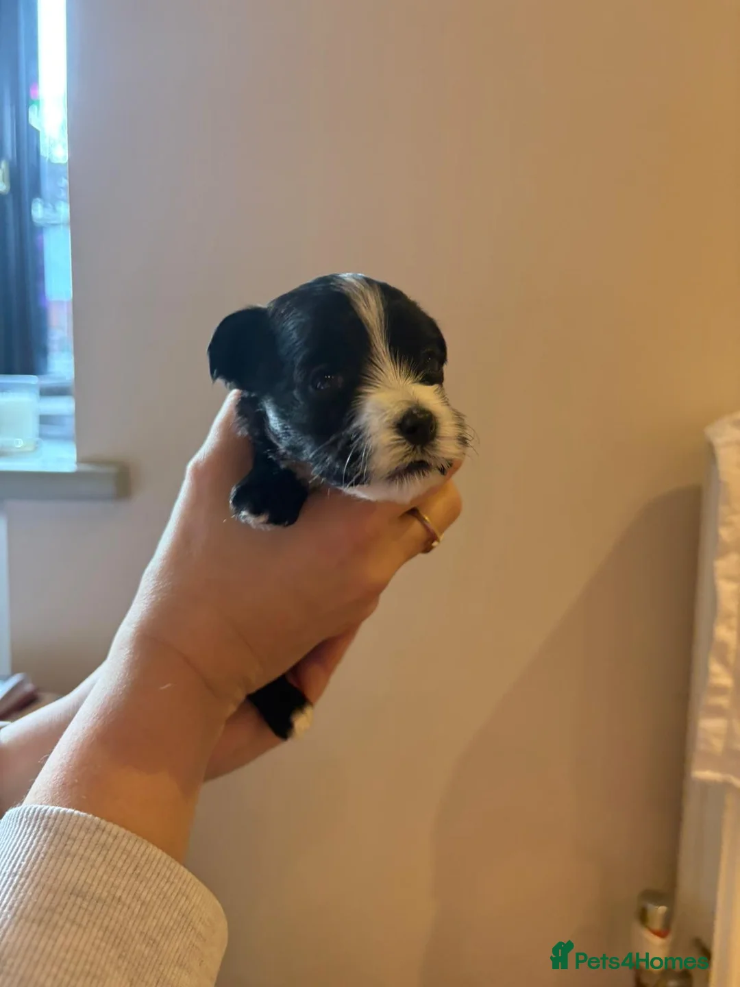 Havanese dogs for sale: Beautiful Havanese puppies - Advert 4