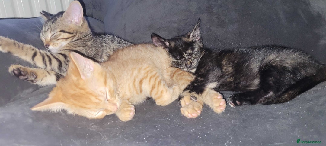 American Shorthair cats for sale: 5 Adorable Tabby/Ginger Kittens Looking For Homes - Image 1