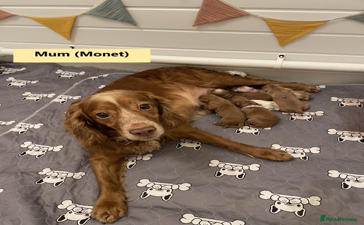 Cocker Spaniel dogs - Advert 3