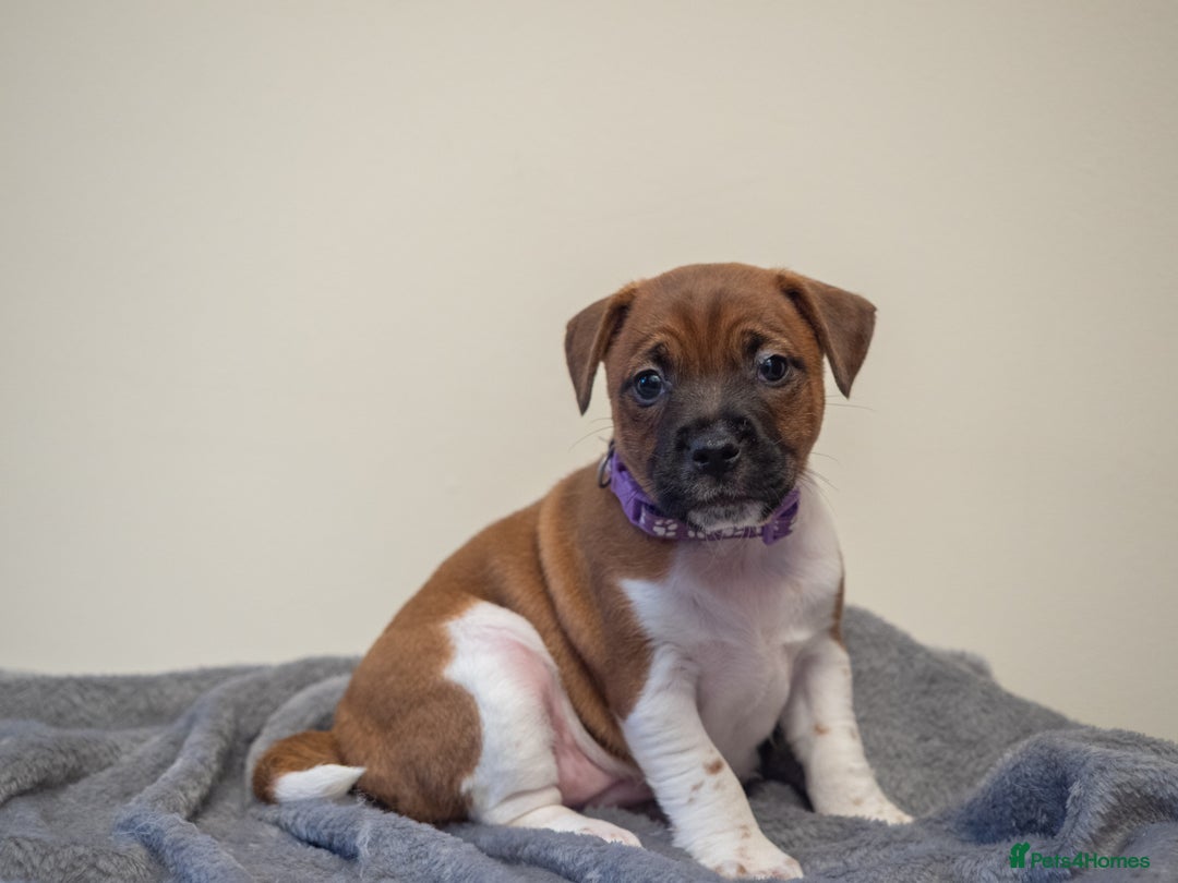 Plummer Terrier dogs for sale: Lovely Plummer Pupps - Advert 34