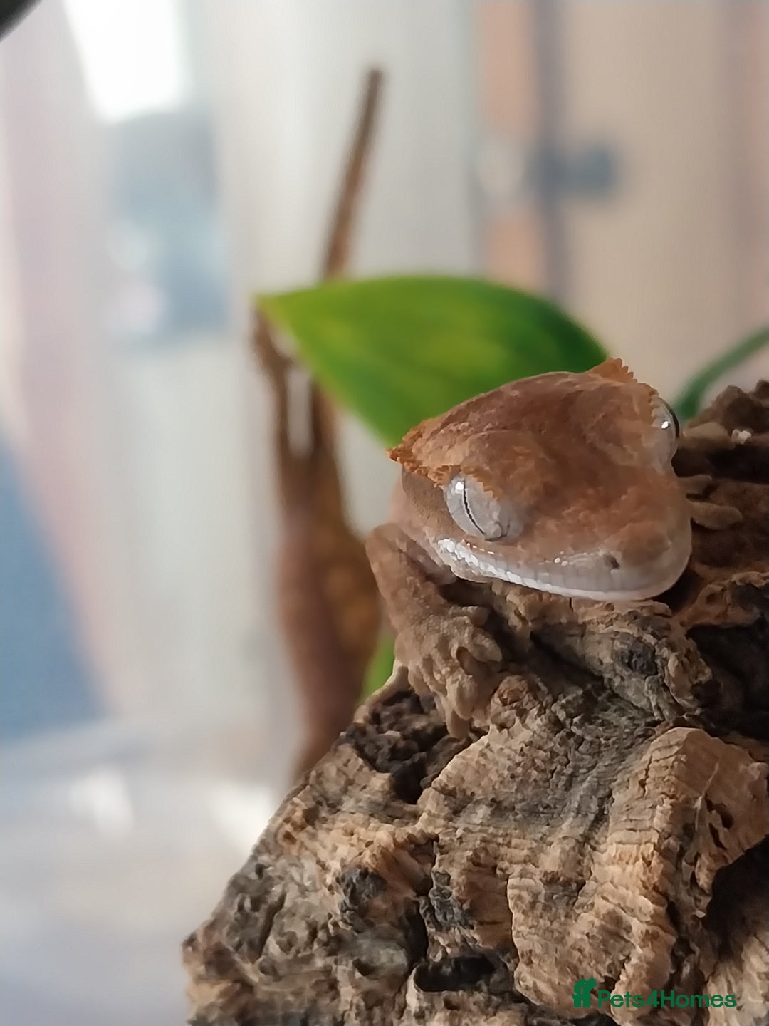 Gecko reptiles for sale: Baby crested geckos  in Doncaster - Image 8