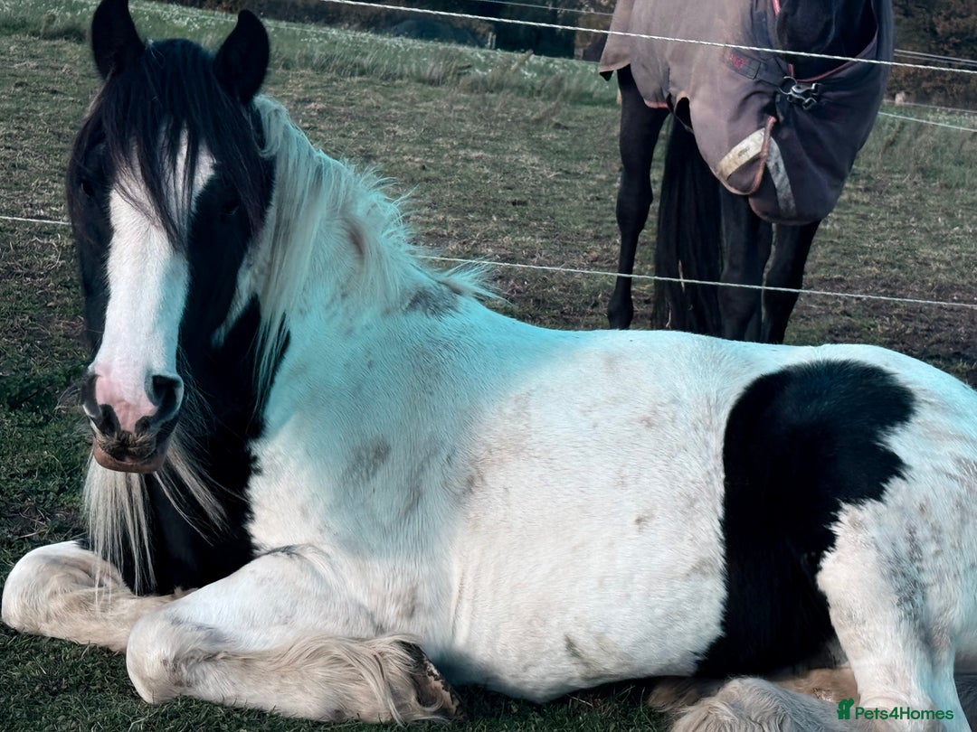 Irish Cob horses for sale: Stunning Piebald Cob Gelding 15hh/ recently backed - Advert 5
