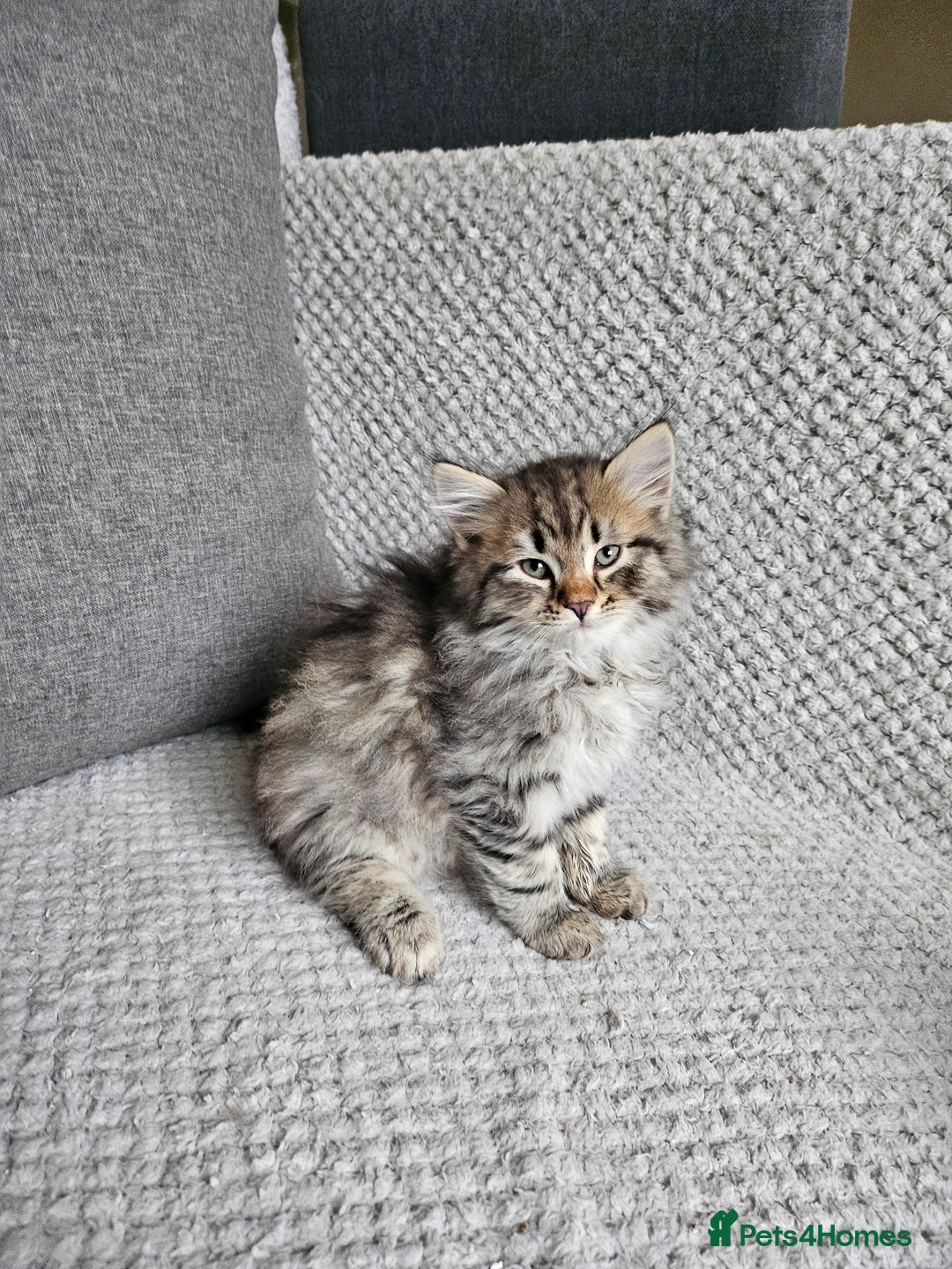 Siberian cats for sale: Pedigree Siberian Kittens from Loving Home - Advert 8