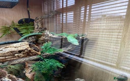 Monitor reptiles for sale: Green tree monitor  - Image 5