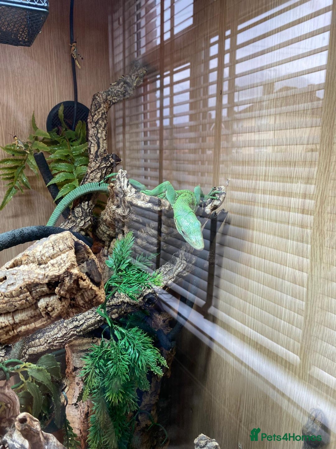 Monitor reptiles for sale: Green tree monitor  - Image 5