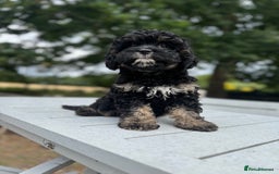 Cavapoo dogs for sale: Cavapoo puppies F1 health tested parents - Image 5