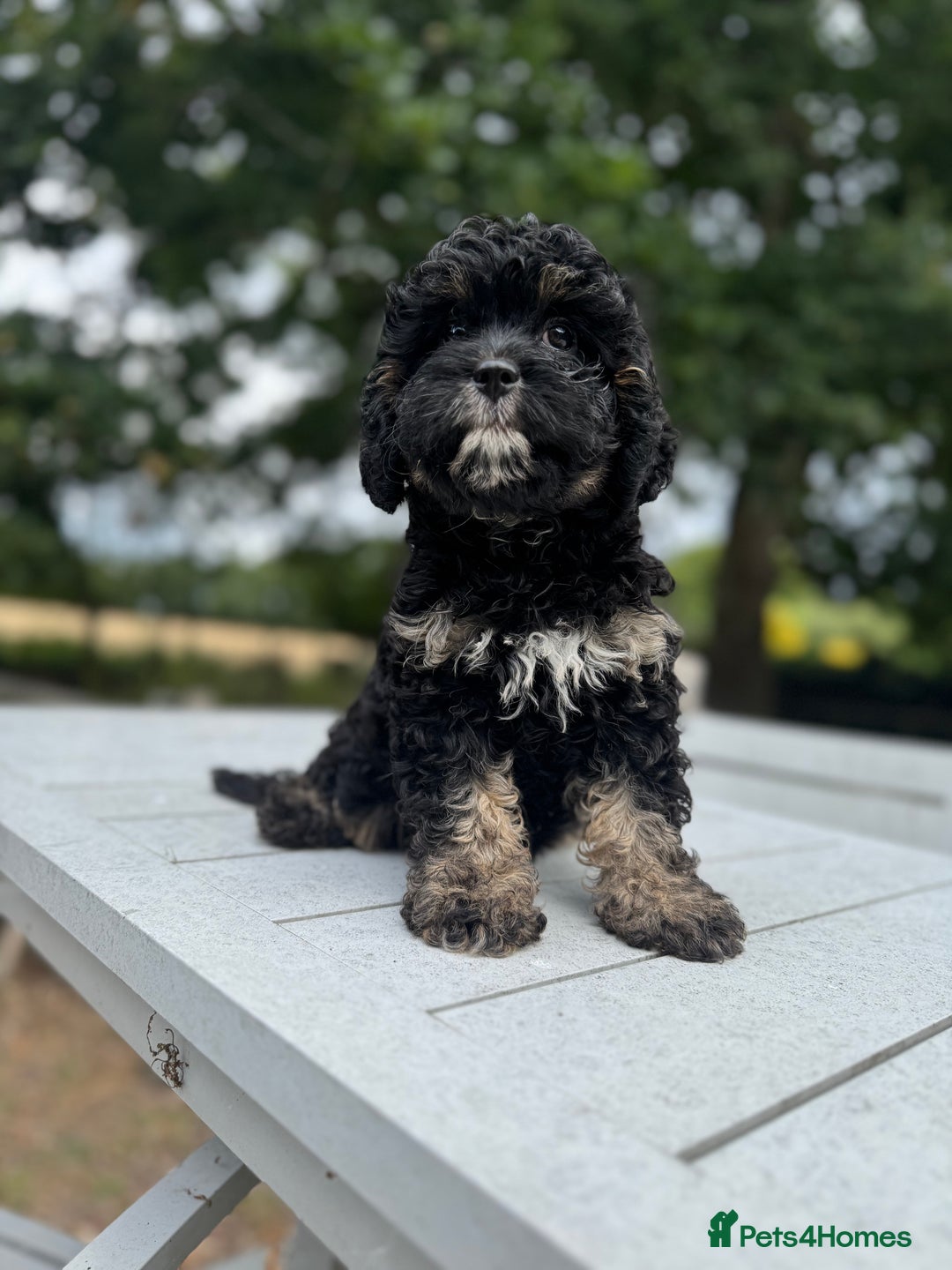 Cavapoo dogs for sale: Cavapoo puppies F1 health tested parents - Image 5