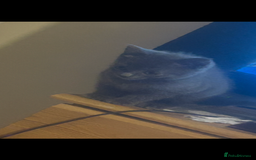 Mixed Breed cats for sale: Russian blue cross stunning kittens 10 weeks old  - Image 6