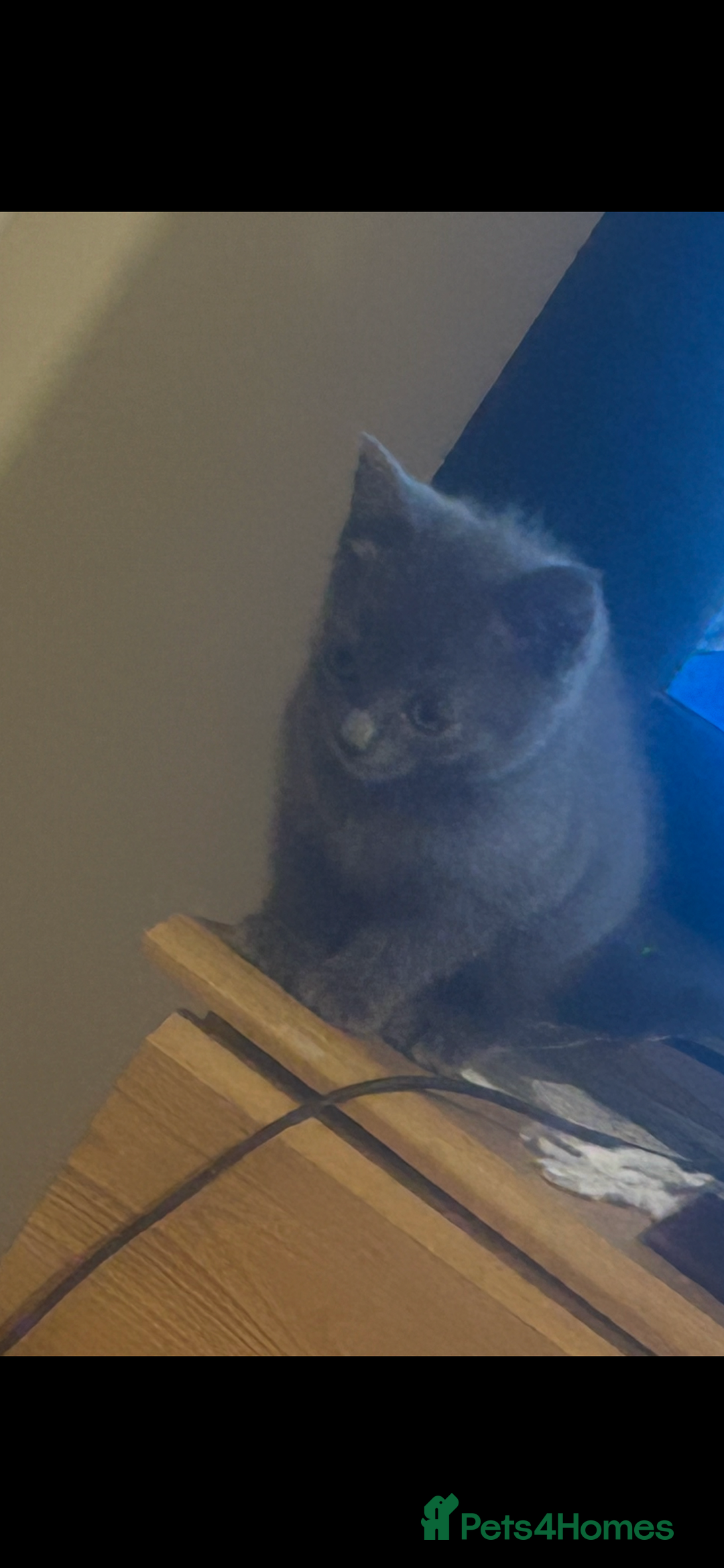 Mixed Breed cats for sale: Russian blue cross stunning kittens 10 weeks old  - Image 6