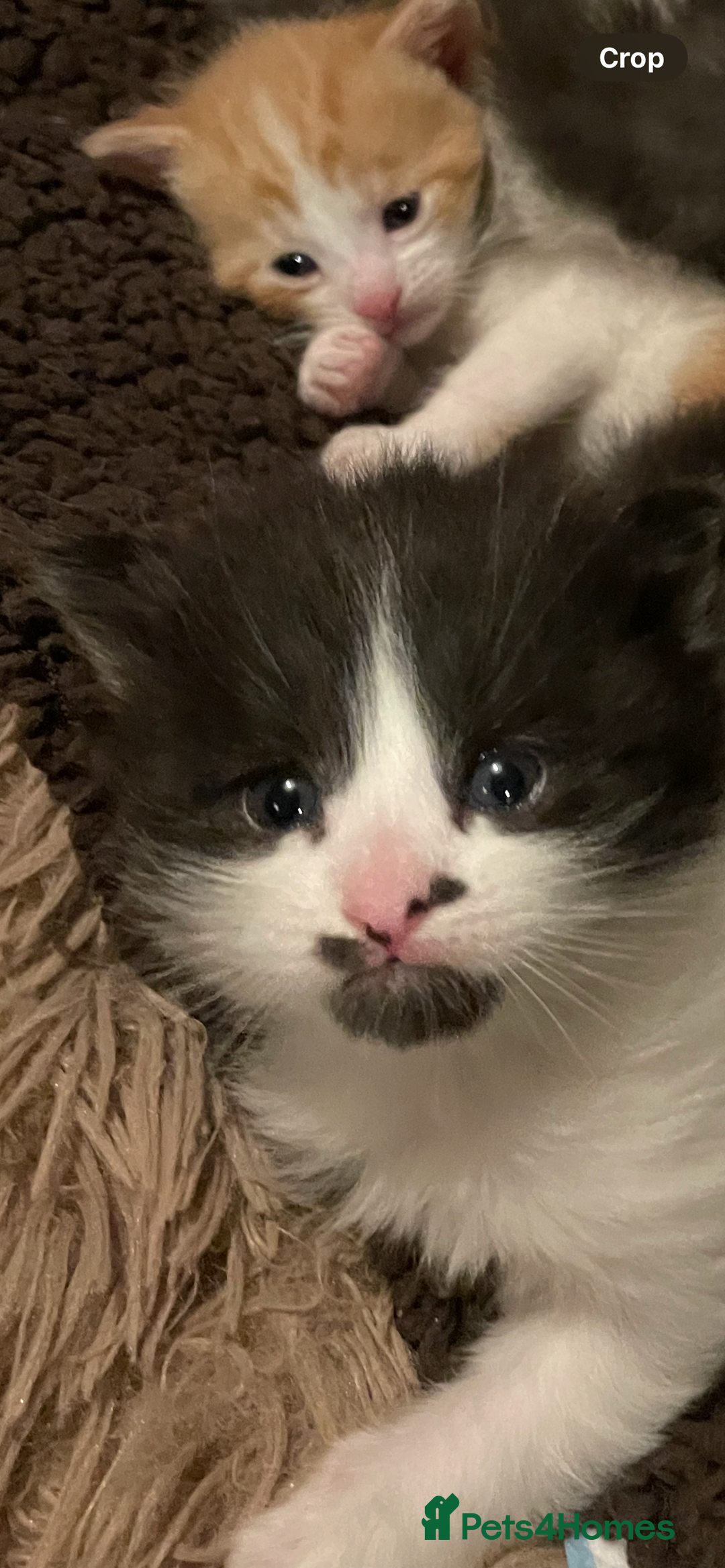British Shorthair cats for sale: 5 kittens for sale  - Advert 5