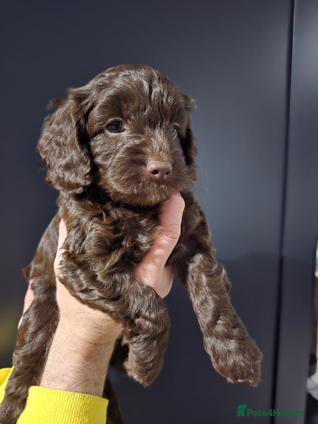 Cockapoo dogs for sale: F1 cockapoo puppies - extensive health tests - Advert 18