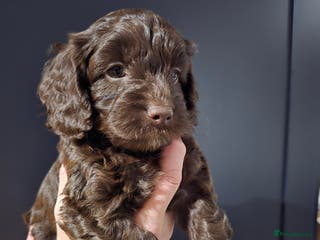 Cockapoo dogs F1 cockapoo puppies - extensive health tests - Advert 4