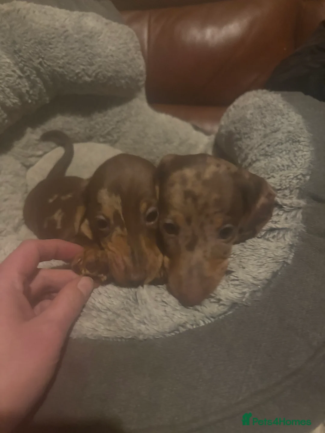 Miniature Dachshund dogs for sale: Miniature dachshund puppies - Advert 10