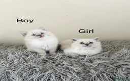 Ragdoll cats for sale: Ragdoll kittens  - Image 1