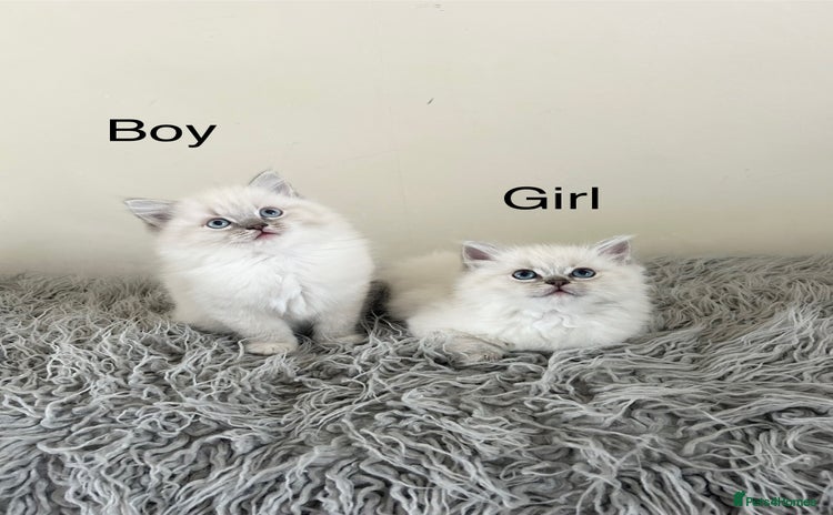 Ragdoll cats - Advert 1