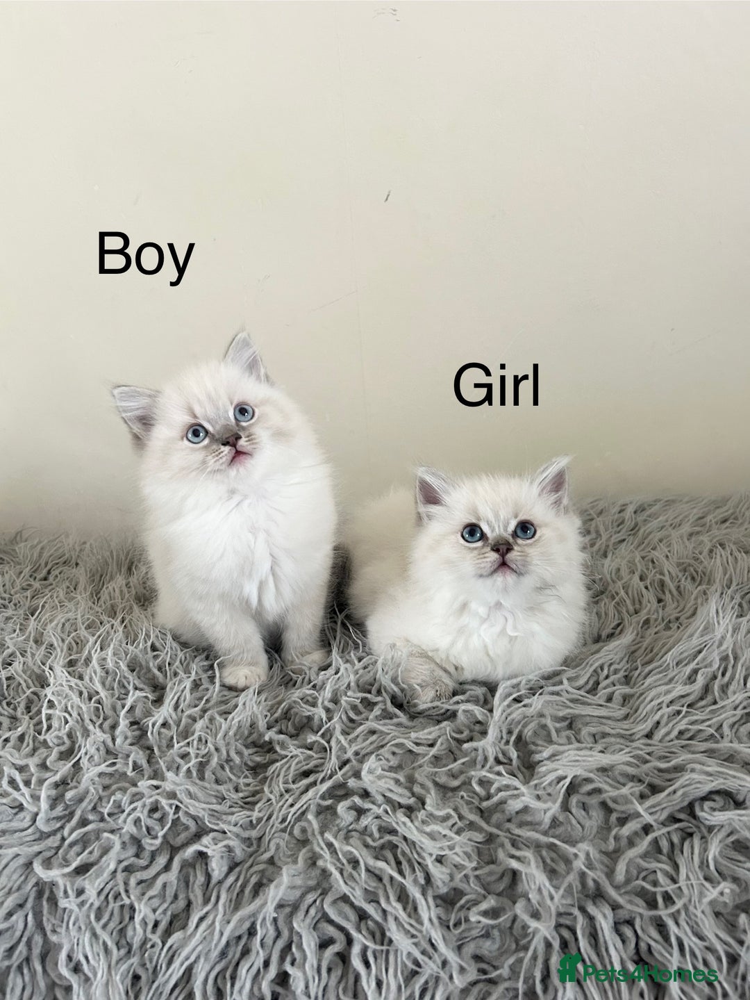 Ragdoll cats for sale: Ragdoll kittens  - Image 1