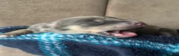 Pomsky dogs for sale: Beautiful Pomsky Puppies–Fluff & Frost pomskies 🐶 - Advert 10