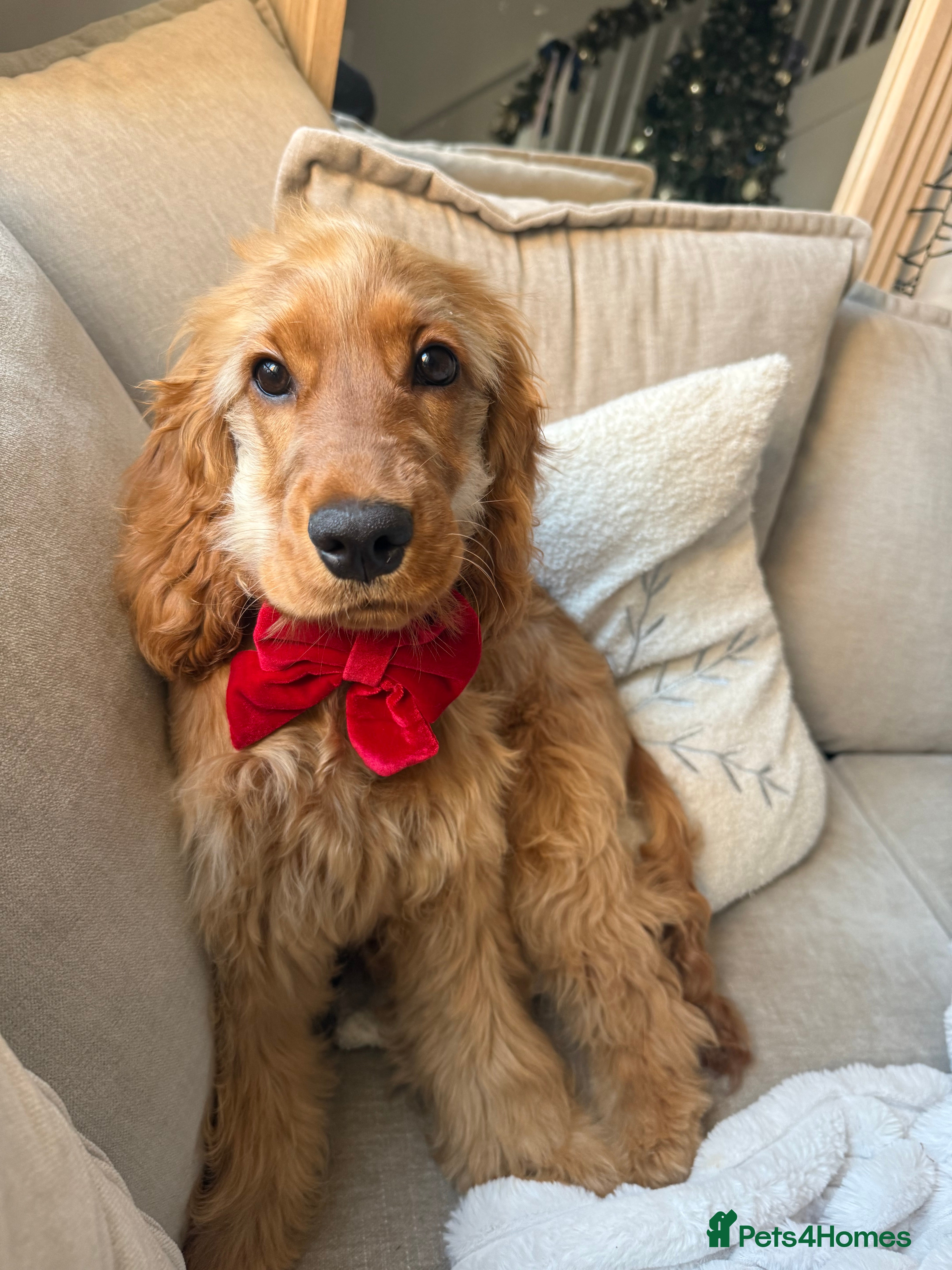 Cocker Spaniel dogs Cocker spaniel puppy for sale  - Advert 2