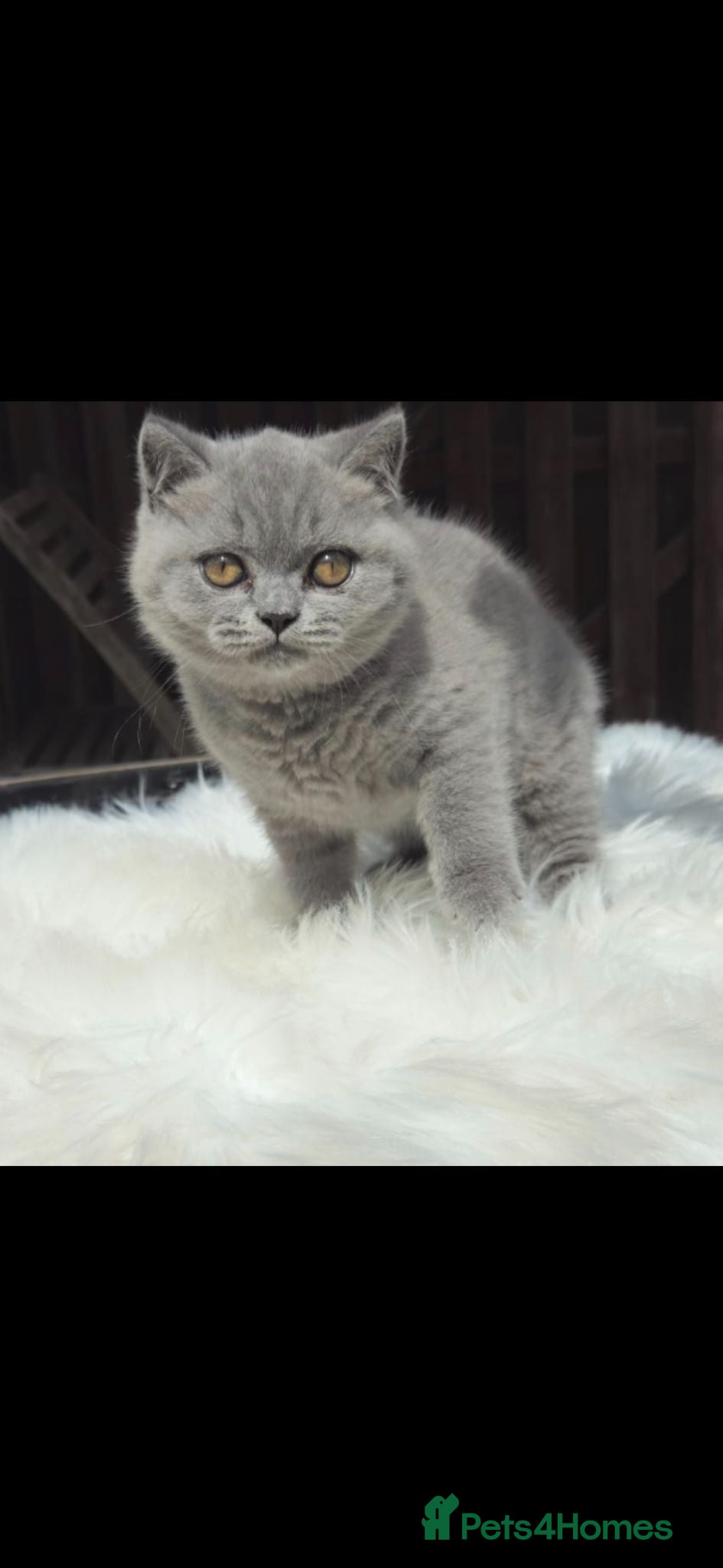 British Shorthair cats British shorthair kittens for sale. - Advert 1