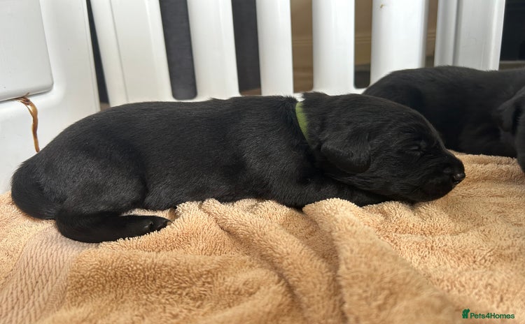 Labrador Retriever dogs - Advert 14