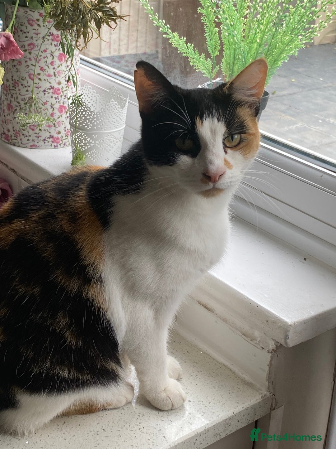Mixed Breed cats for sale: Gorgeous little lady needs new home - Image 5