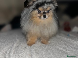 Pomeranian dogs in Willenhall - Advert 9