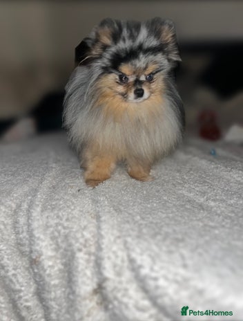 Pomeranian dogs in Willenhall - Advert 6