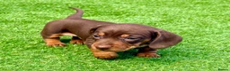 Miniature Dachshund dogs for sale: Chocolate & tan short hair miniature dachshund  - Advert 22