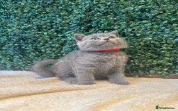 British Shorthair cats for sale: 💕British Shorthair Blue Kittens💕 - Image 21