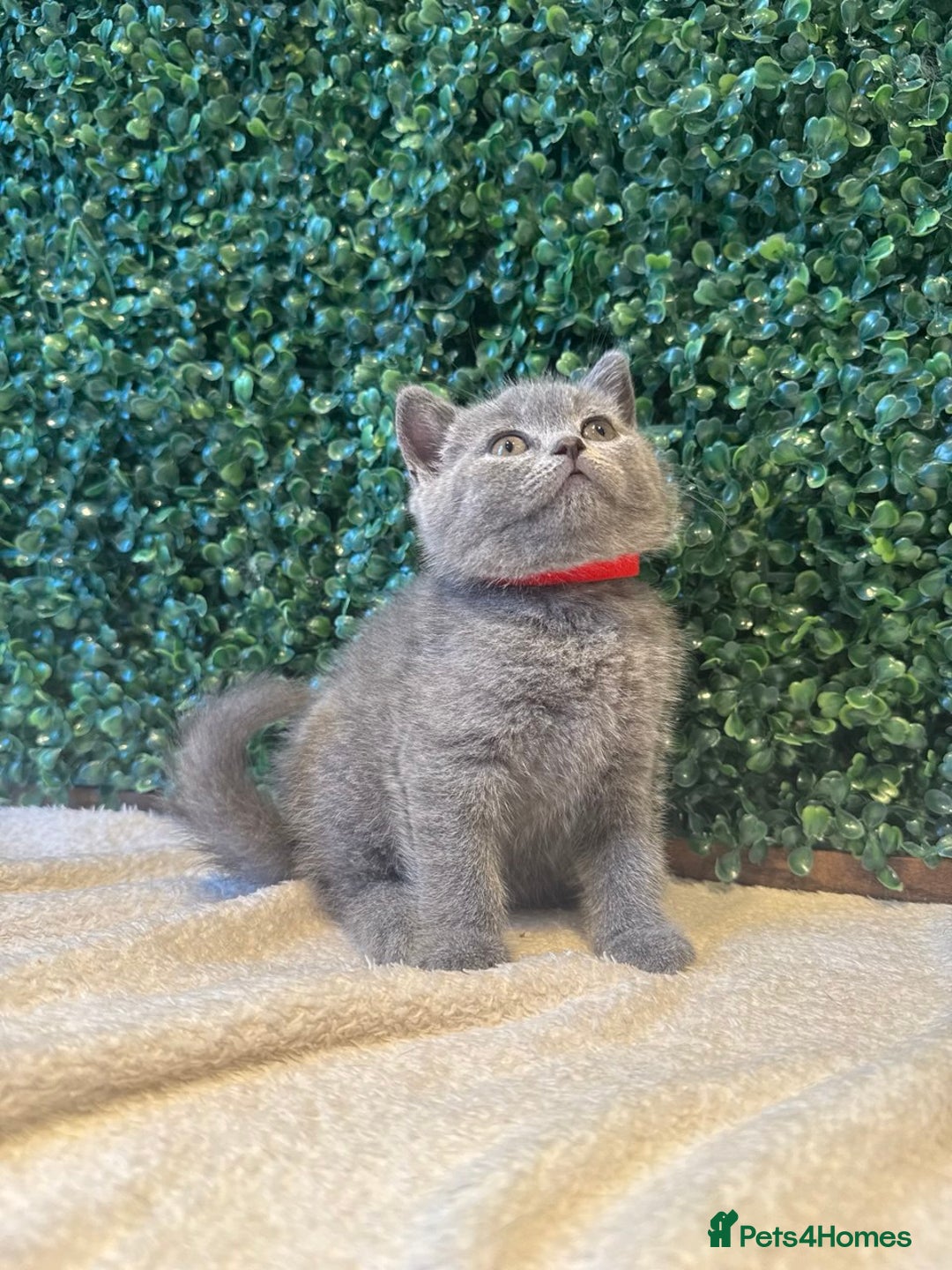 British Shorthair cats for sale: 💕British Shorthair Blue Kittens💕 - Image 21