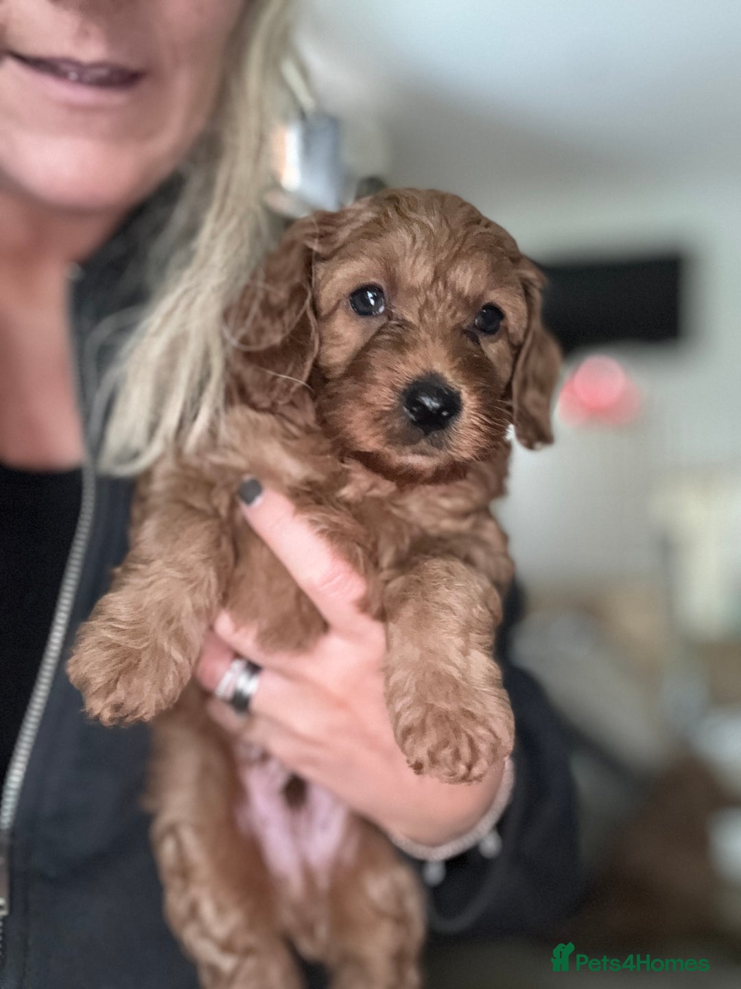 Cockapoo dogs for sale: Cockapoo puppies in Preston - Image 1