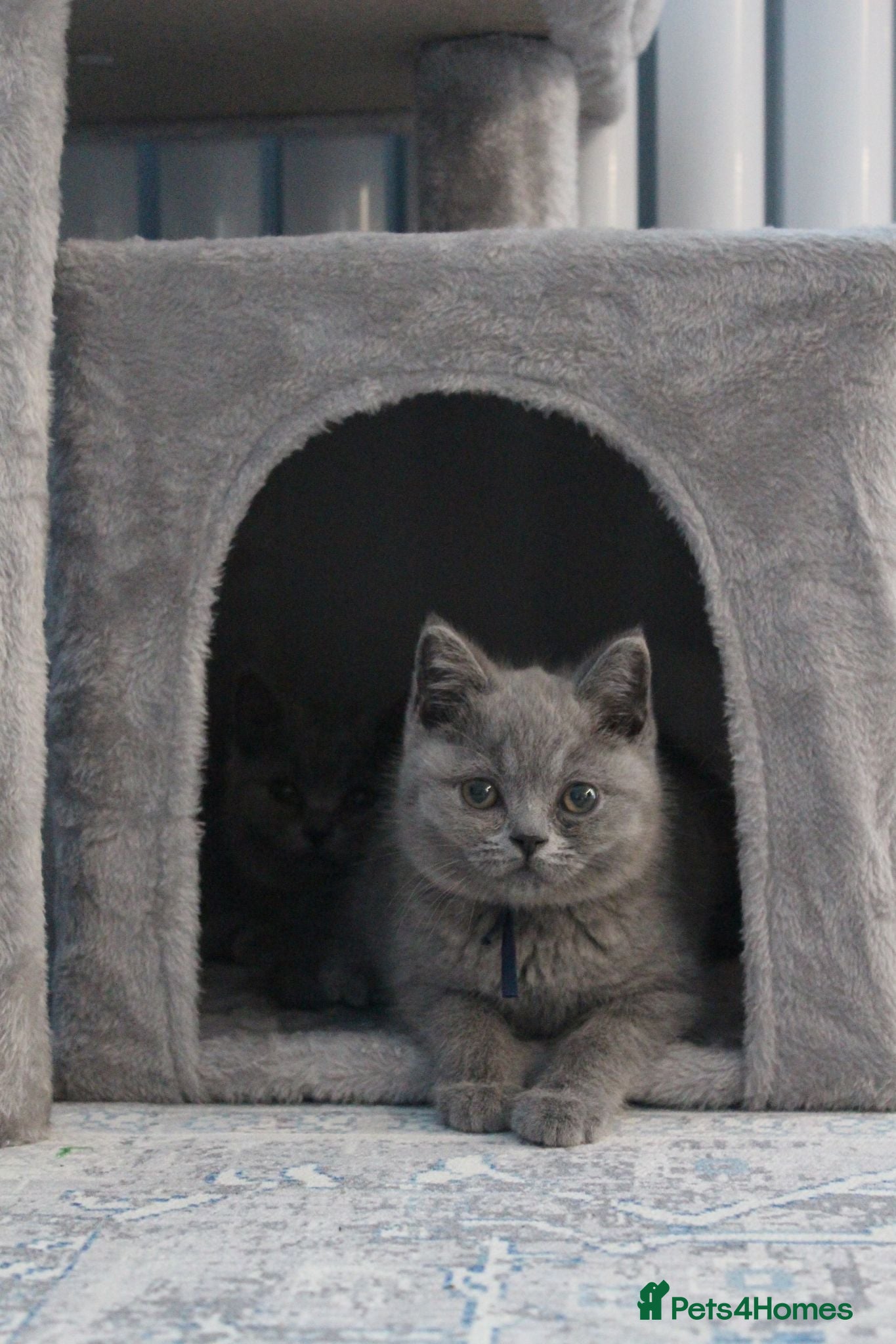 British Shorthair cats Blue British Shorthair ✨ chunky teddy bear kittens - Advert 2