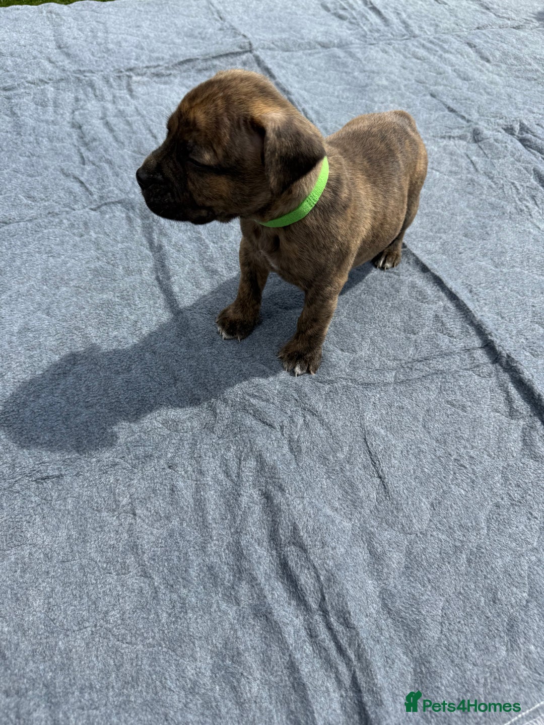 Mixed Breed dogs for sale: 6 gawjus puppy’s   - Image 5