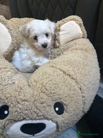 Mixed Breed dogs - Advert 4