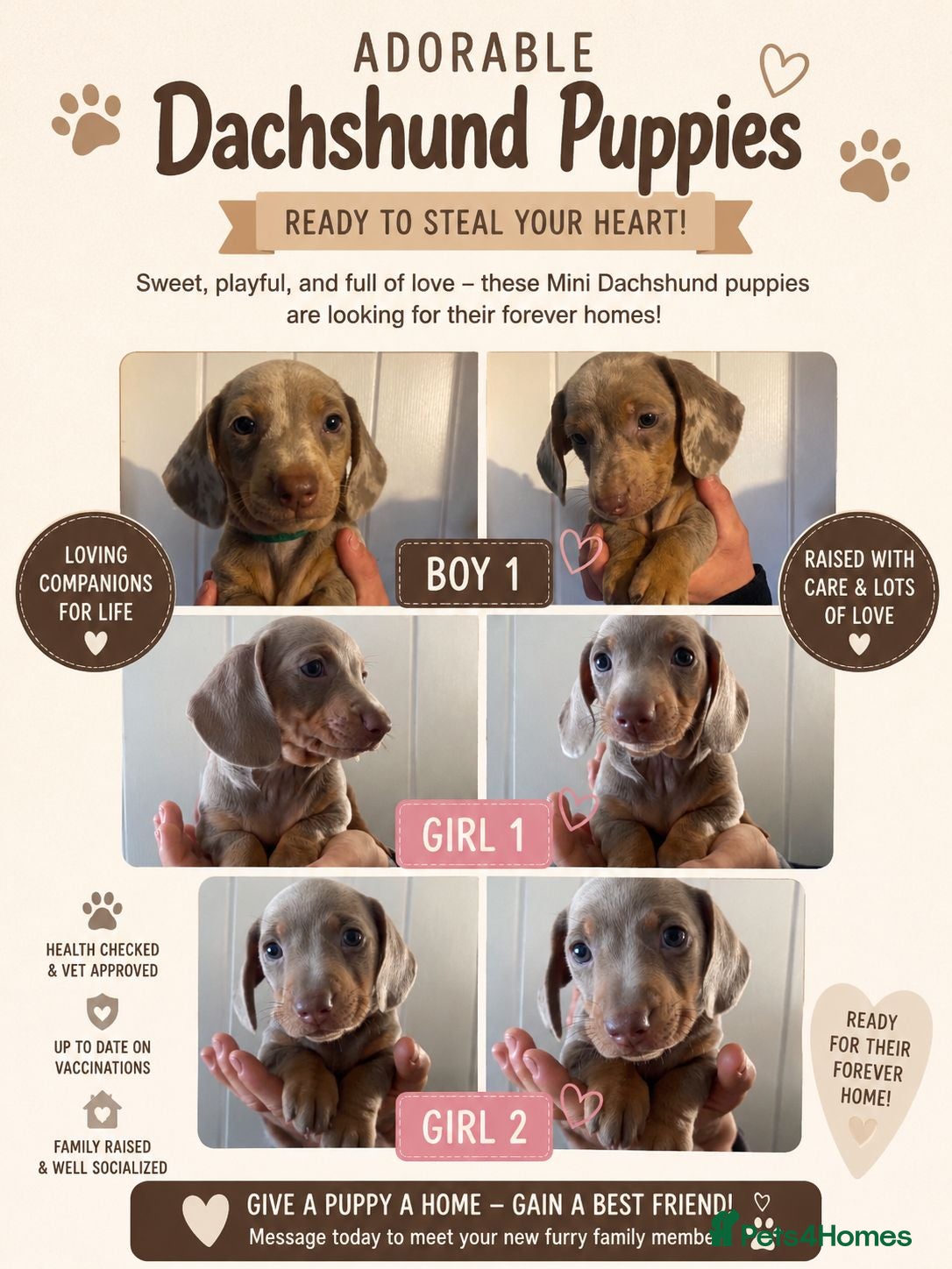 Miniature Dachshund dogs Lively full of character puppies - Advert 17