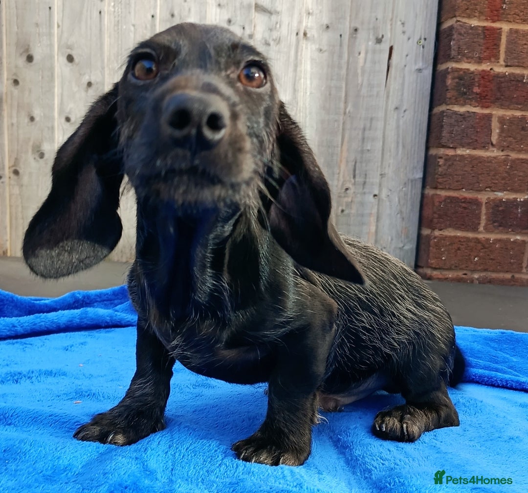 Miniature Dachshund dogs for sale: FULLY VAX MINI WIRE  PRA LAFORA CLEAR  - Image 1