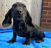 Miniature Dachshund dogs - Advert 15