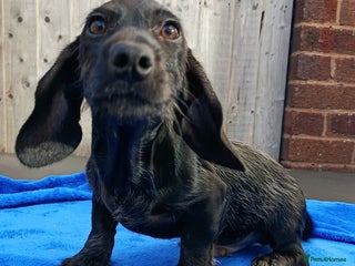 Miniature Dachshund dogs - Advert 1