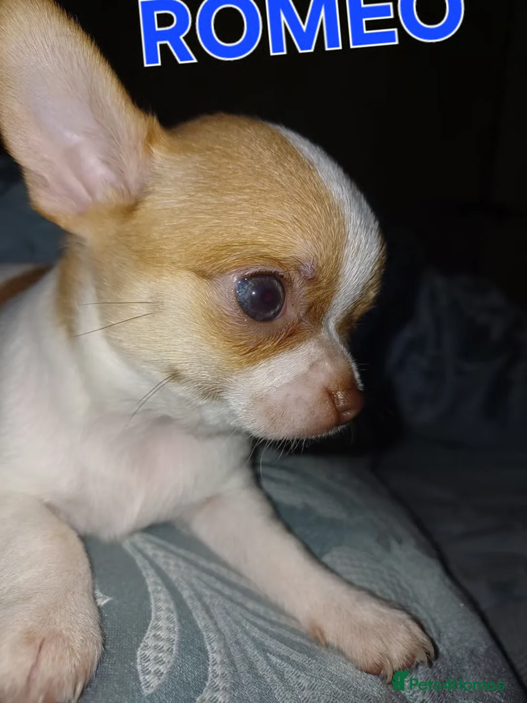 Chihuahua dogs for sale: Lovely Chihuahua Puppies Seeking Forever Homes  in Southsea - Advert 16