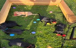 Labrador Retriever dogs for sale: 1 Black Labrador bitch left ready to go now  - Image 13