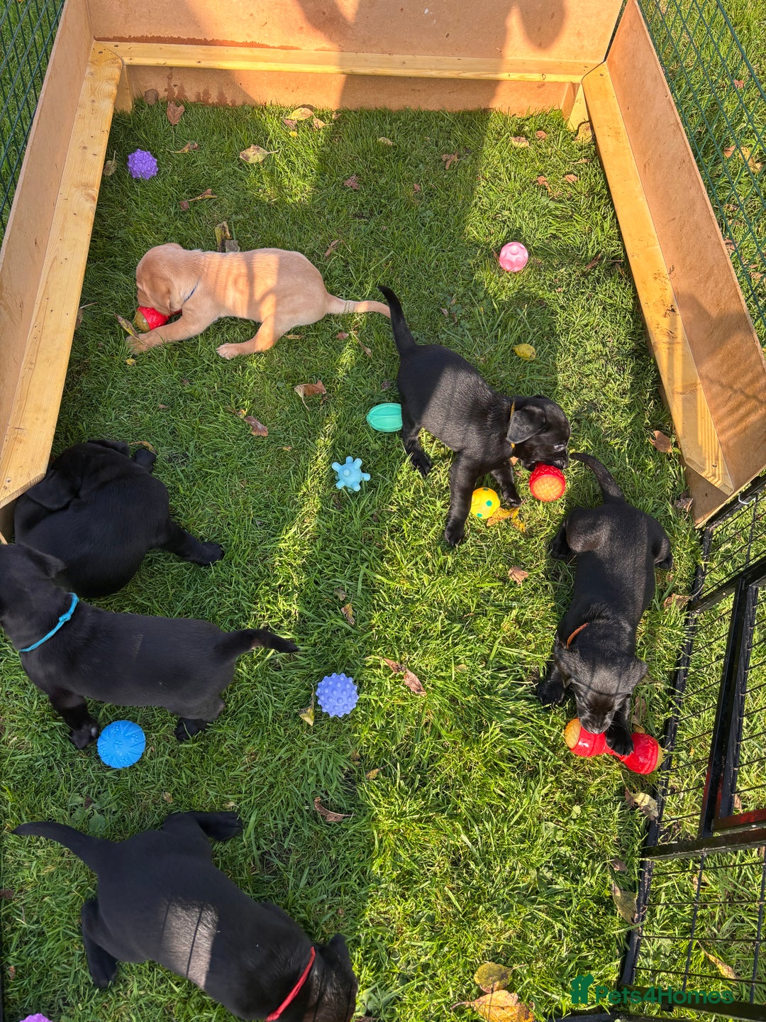 Labrador Retriever dogs for sale: 1 Black Labrador bitch left ready to go now  - Image 13