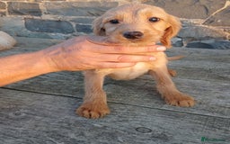 Labradoodle dogs for sale: Labradoodle pups for sale - Image 8