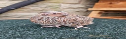 Quail poultry for sale: Japanese Quail – Young Birds Available - Advert 11