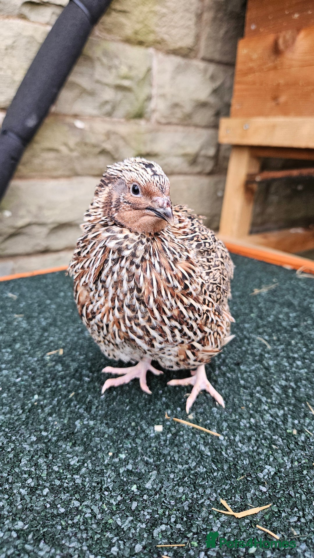Quail poultry for sale: Japanese Quail – Young Birds Available - Advert 11