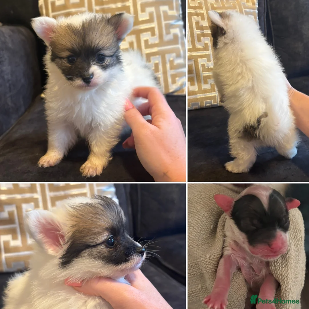 Pomchi dogs for sale: OPEN TO OFFERS READY TO LEAVE 16/02/26 - Advert 5