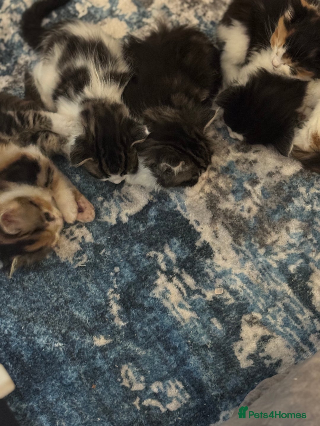 Mixed Breed cats for sale: 5 fluffy kittens  - Image 7