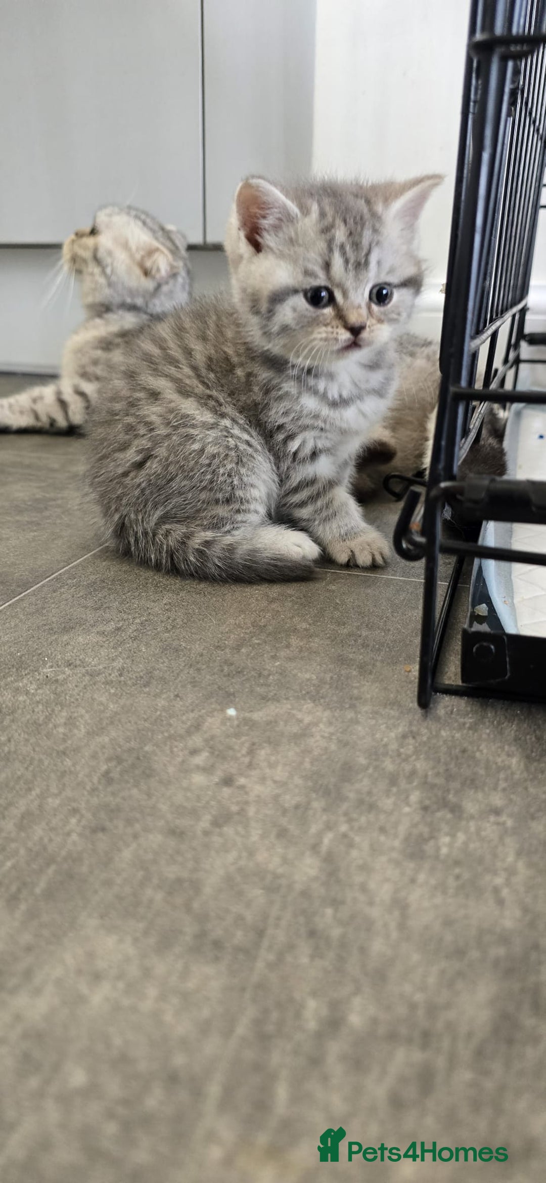 Scottish Fold cats for sale: For sale Scottish fold kitties  - Image 11